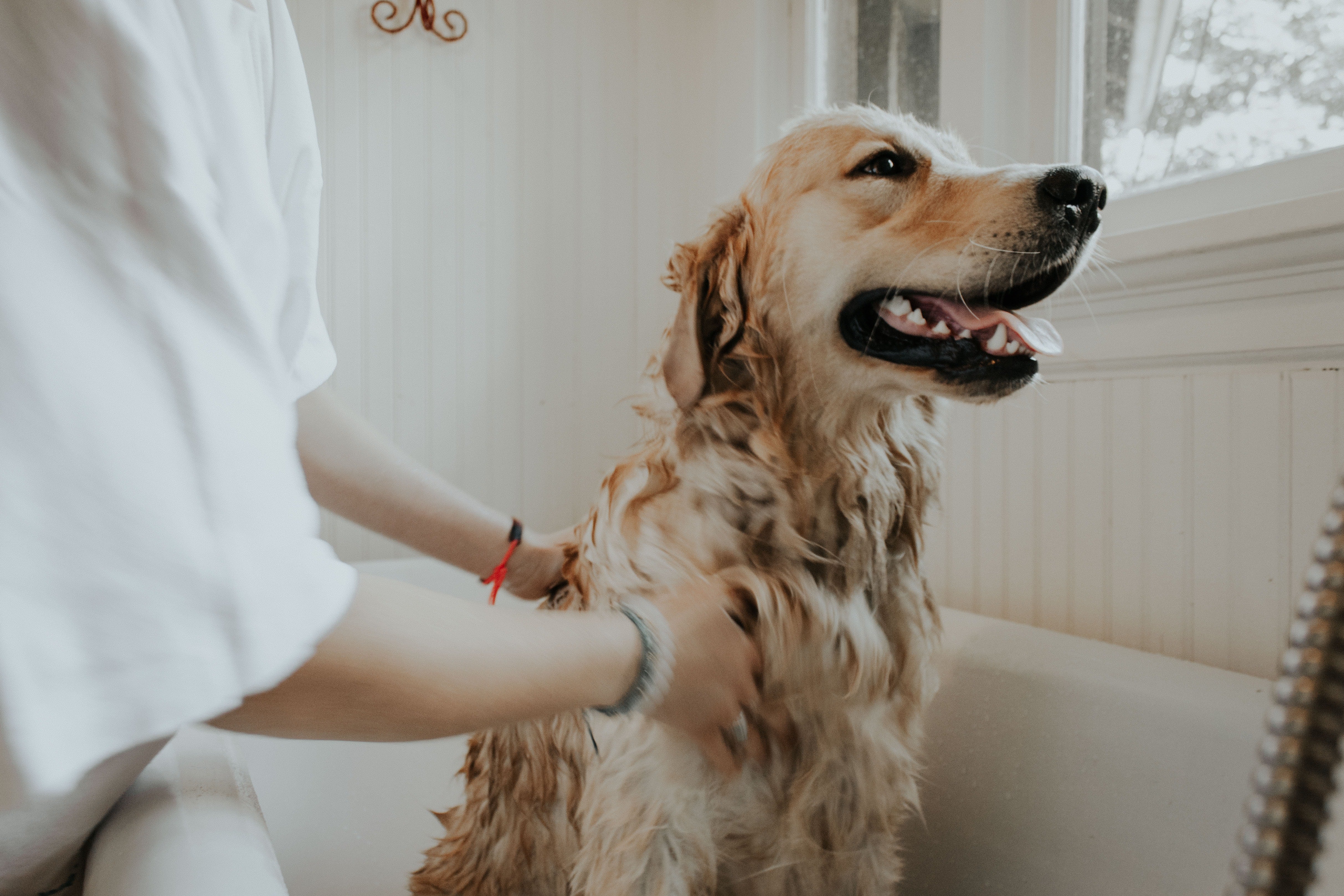 Pet shower
