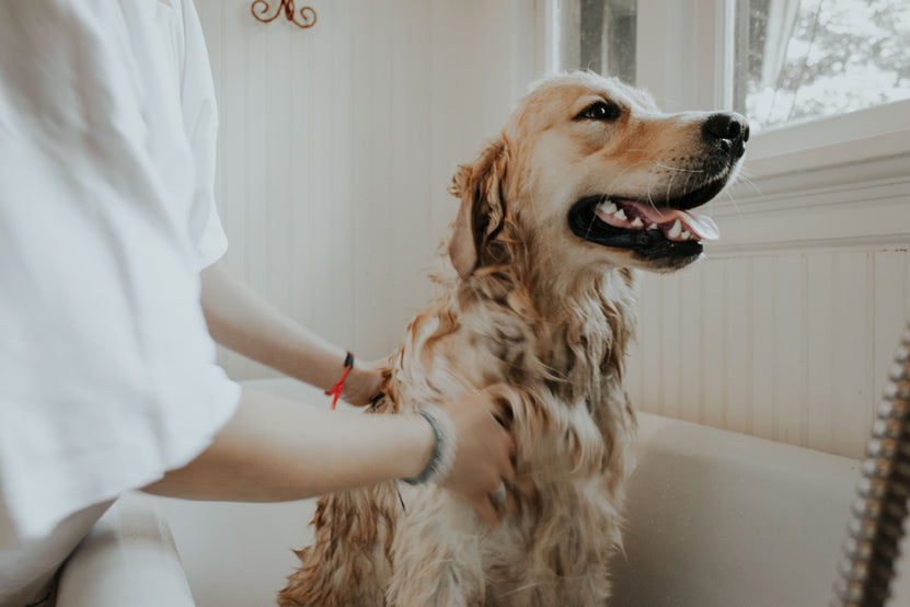 Pet shower